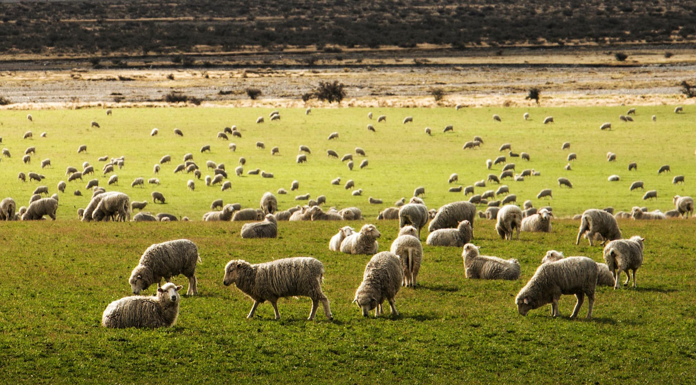 lambswool - blog
